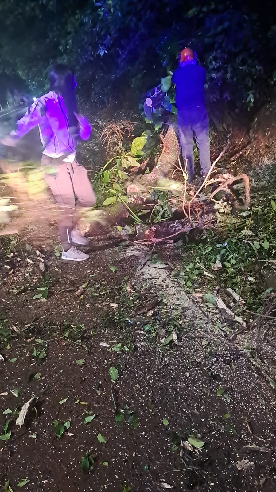 Un árbol cayó sobre calle Alemania de Eldorado 4